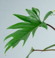 Philodendron 'Mayoi' M