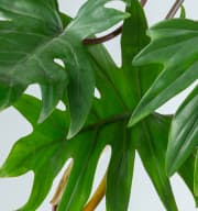 Philodendron 'Mayoi' L