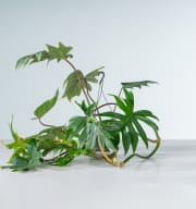 Philodendron 'Mayoi' L