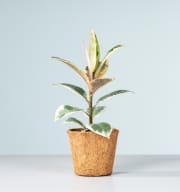 Ficus 'Tineke' - plastikfrei