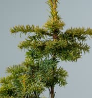 Tannenbaum-Eibe 'Dovastoniana Aurea'