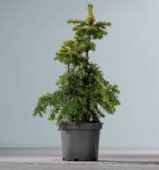 Tannenbaum-Eibe 'Dovastoniana Aurea'