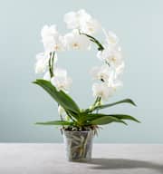 Phalaenopsis 'Tropic Snowball'