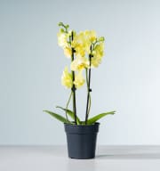 Phalaenopsis 'Green Mile'