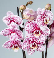 Phalaenopsis 'Dutch Beauty'