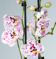 Phalaenopsis 'Expressions' rosa