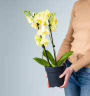 Phalaenopsis 'Green Mile'