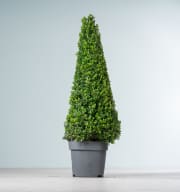 Ilex 'Dark Green®'