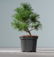 Mädchenkiefer 'Schoons Bonsai'