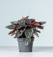 Peperomia 'Caracas'