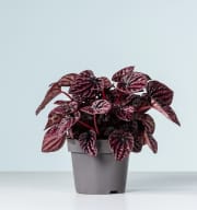 Peperomia 'Red Luna'