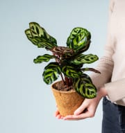 Calathea 'Makoyana' - plastikfrei