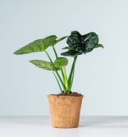 Alocasia 'Sinuata' - plastikfrei