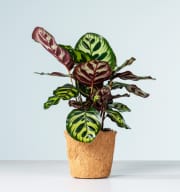 Calathea 'Makoyana' - plastikfrei