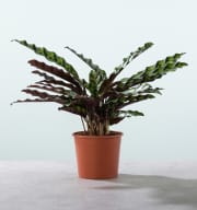 Calathea 'Insigne' - plastikfrei