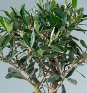 Bonsai-Olive 'Europaea' in Keramikschale