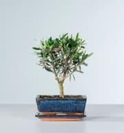 Bonsai-Olive 'Europaea' in Keramikschale