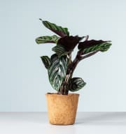 Calathea 'Sanderiana' - plastikfrei