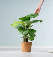 Calathea 'Orbifolia' - plastikfrei L