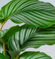 Calathea 'Orbifolia' - plastikfrei L