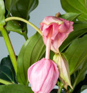 Medinilla magnifica Rosa - 4 Knospen