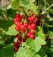 BIO Rote Johannisbeere 'Jonkheer van Tets'