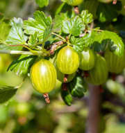 BIO Stachelbeere 'Hinnonmäki Gul'