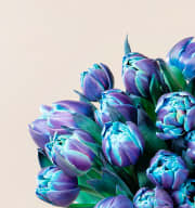 Tulpen Mystic Blue 20 Stiele