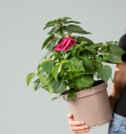 Pinkfarbener Staudenhibiscus 'Luna'