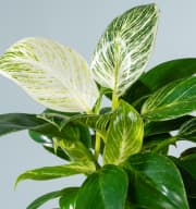 Philodendron 'White Measure'