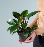 Philodendron 'Red Congo'