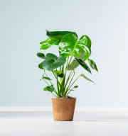 Monstera 'Taurii' - plastikfrei