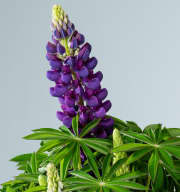 Lilafarbene Lupine