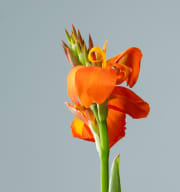 Indisches Blumenrohr Orange