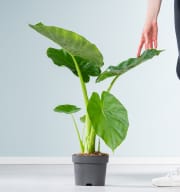 Alocasia 'Macrorrhiza'