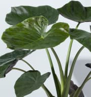 Alocasia 'Wentii'