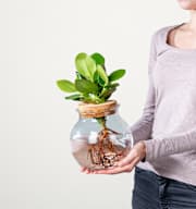 Waterplant Balsamapfel 'Rosea' im Glas