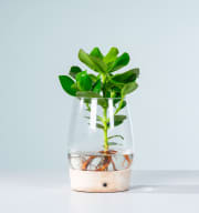 Waterplant Balsamapfel 'Rosea' im Glas mit LED