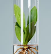 Waterplant Balsamapfel 'Rosea' im Reagenzglas