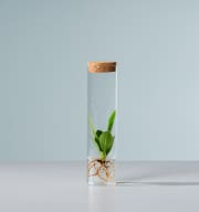 Waterplant Balsamapfel 'Rosea' im Reagenzglas