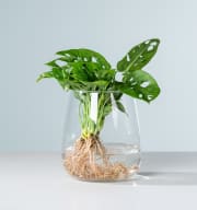 Waterplant Monstera 'Adansonii' im Glas