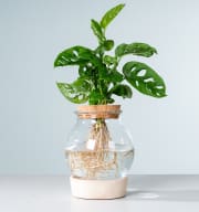 Waterplant Monstera 'Adansonii' im Glas mit LED und Korkdeckel