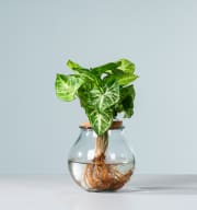 Waterplant Syngonium 'Pixi' im Glas