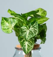 Waterplant Syngonium 'Pixi' im Glas