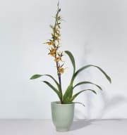 Cambria-Orchidee 'Mystic Maze'