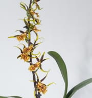 Cambria-Orchidee 'Mystic Maze'