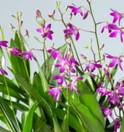 Dendrobium-Orchidee 'Berry Oda'