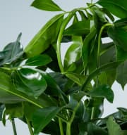 Philodendron 'Green Wonder'