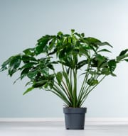 Philodendron 'Green Wonder'