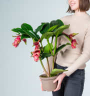 Medinilla magnifica Rot - 4 Knospen